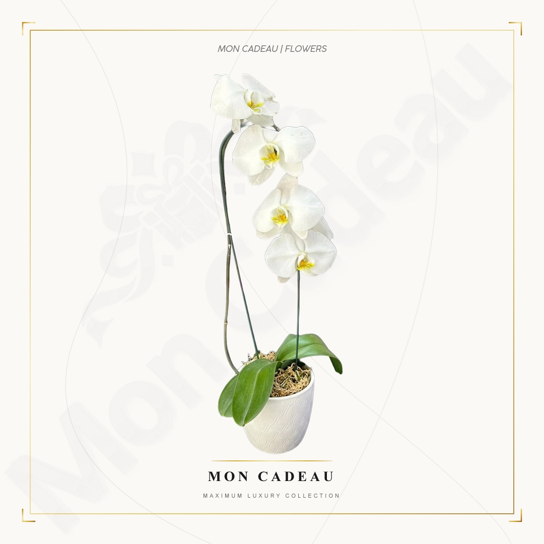 Элегантная белая орхидея "Mon Cadeau"